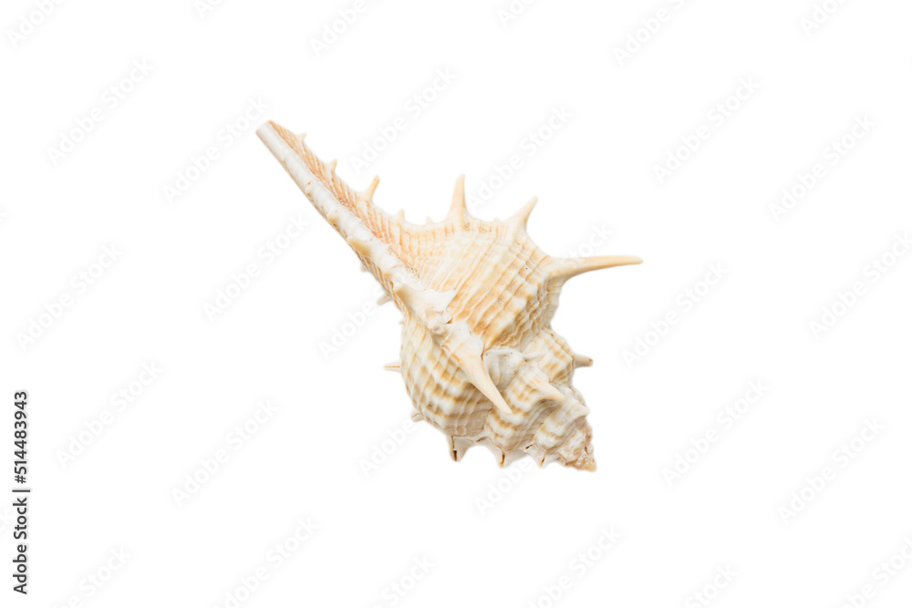 Sea shell isolated on white background. Close up seashell top view Sea shell isolated on white background. Close up seashell top view