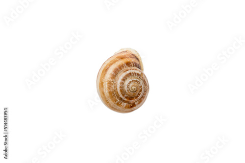 Spiral shell isolated on white background. perspective view. natural seashell