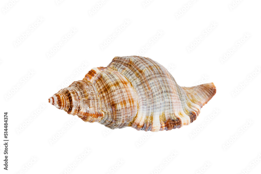 Sea shell isolated on white background. Close up seashell top view Sea shell isolated on white background. Close up seashell top view