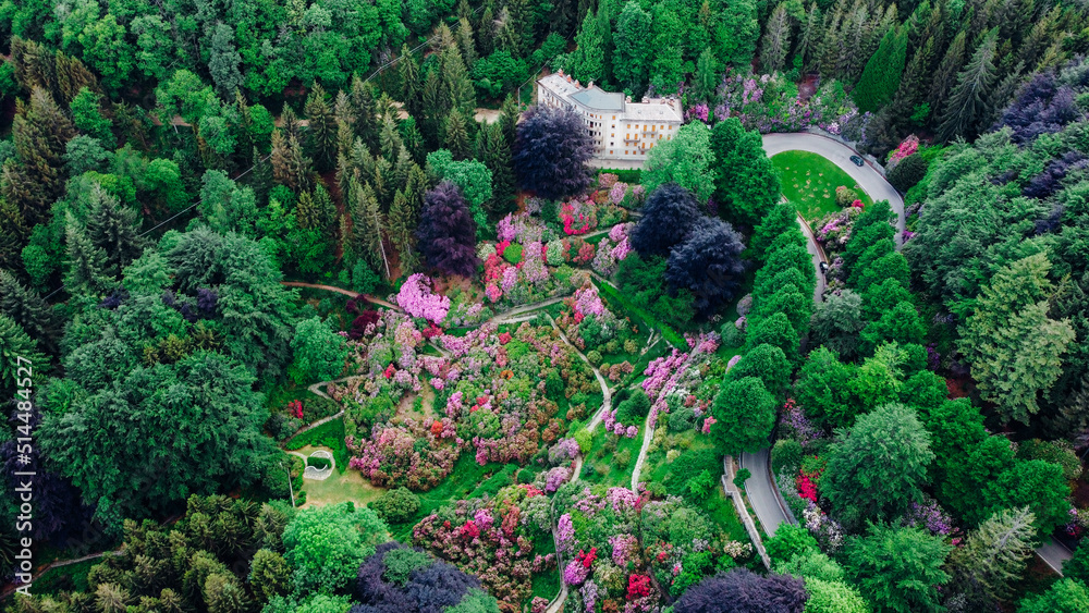 Aerial view of colorful blooming rhododendron shrubs among the trees in the Oasi Zegna, natural area and tourist attraction in the Province of Biella, Piedmont, Italy. Aerial view of colorful blooming rhododendron shrubs among the trees in the Oasi Zegna, natural area and tourist attraction in the Province of Biella, Piedmont, Italy.