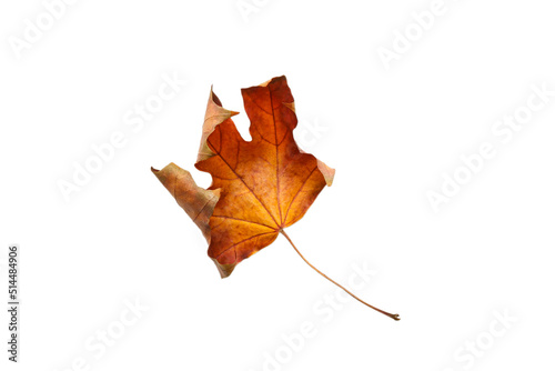 Autumn dry brown maple leaf. maple leaves. Warm colors of Autumn Isolated top view