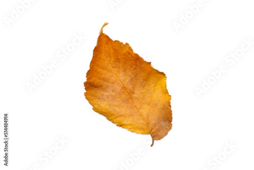 Autumn dry brown leaf. dried leaves. Warm colors of Autumn Isolated top view