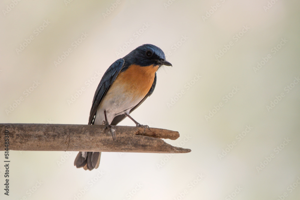 Tickell's blue flycatcher (Cyornis tickelliae) spotted in Bera in Rajasthan, India Tickell's blue flycatcher (Cyornis tickelliae) spotted in Bera in Rajasthan, India