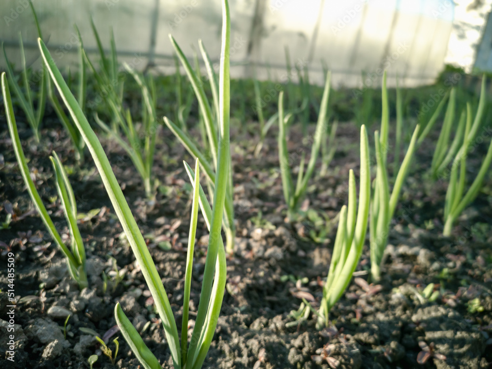 Obraz premium Green onion feathers in the garden. Growing Allium. Spring Green.