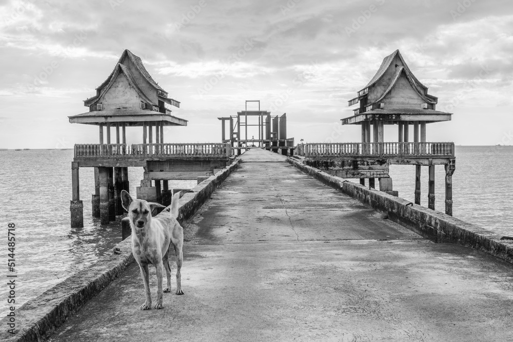 Thai Street Dogs At A Pier Leading To An Unfinished Temple In Thailand Thai Street Dogs At A Pier Leading To An Unfinished Temple In Thailand