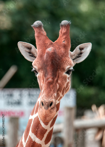 Wild Place Project Zoo, Bristol photo