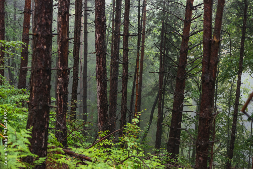 Obraz premium Photo of pine forest on foggy day