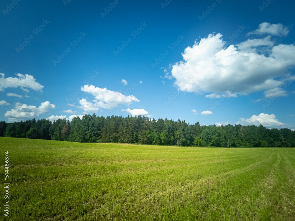 Green field and forest. Natural summer landscape.