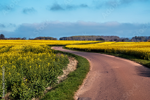 Country Road in the Field