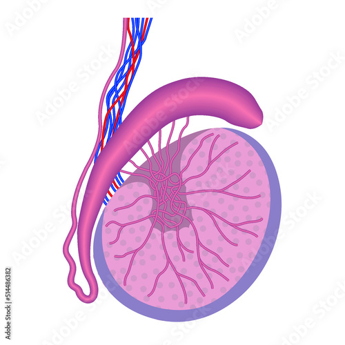 Anatomy of the male testicle. reproductive system. Sectional organ. Medical poster. Vector illustration