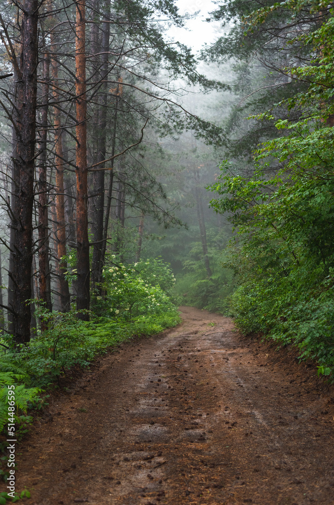 Fototapeta premium Mud mountain road through foggy forest