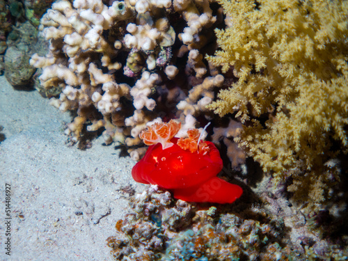 Spanish Dancer (Hexabranchus sanguineus) nudibranch or sea slug in Egypts Red Sea photo