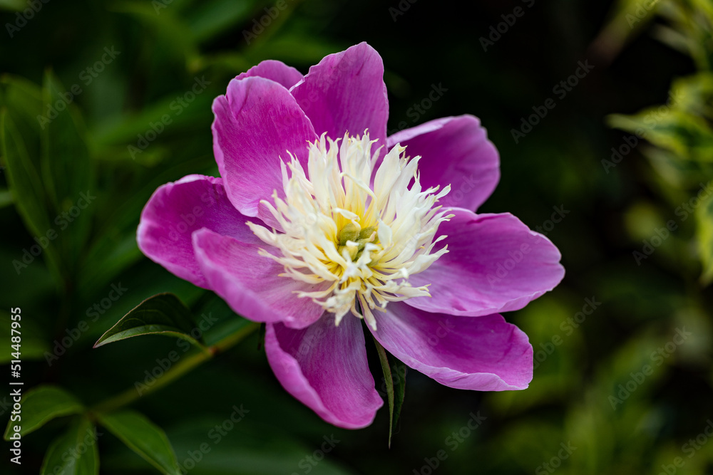 Traumhafte, aufgeblühte, pinke Pfingstrose aus einem deutschen garten Traumhafte, aufgeblühte, pinke Pfingstrose aus einem deutschen garten