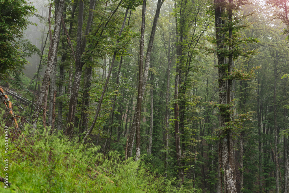 Birch forest on mountain on foggy day. Birch forest on mountain on foggy day.