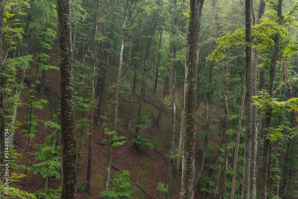 Fototapeta premium Birch forest on mountain on foggy day.