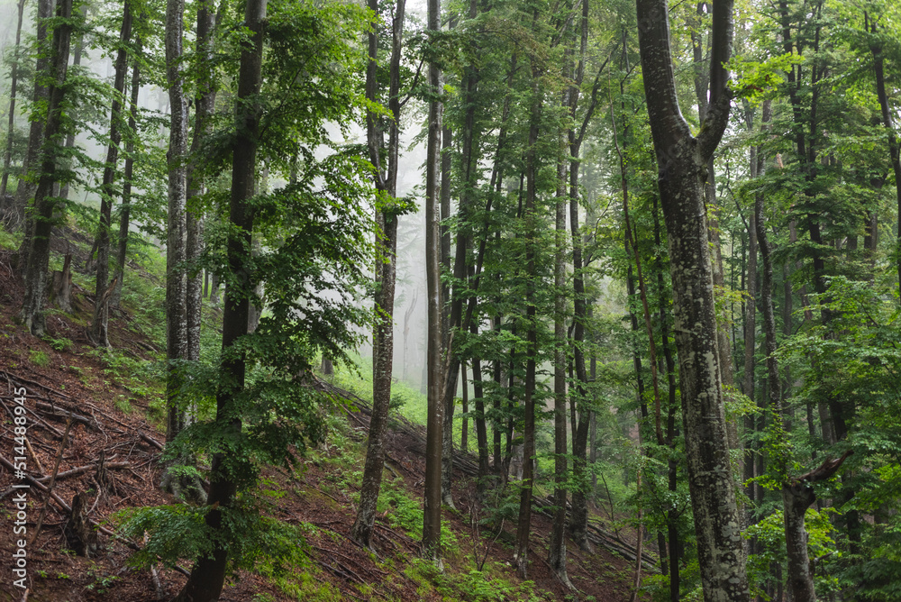 Fototapeta premium Birch forest on mountain on foggy day.