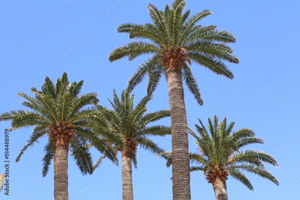 Palm trees set against a clear blue sky, Corsica, France