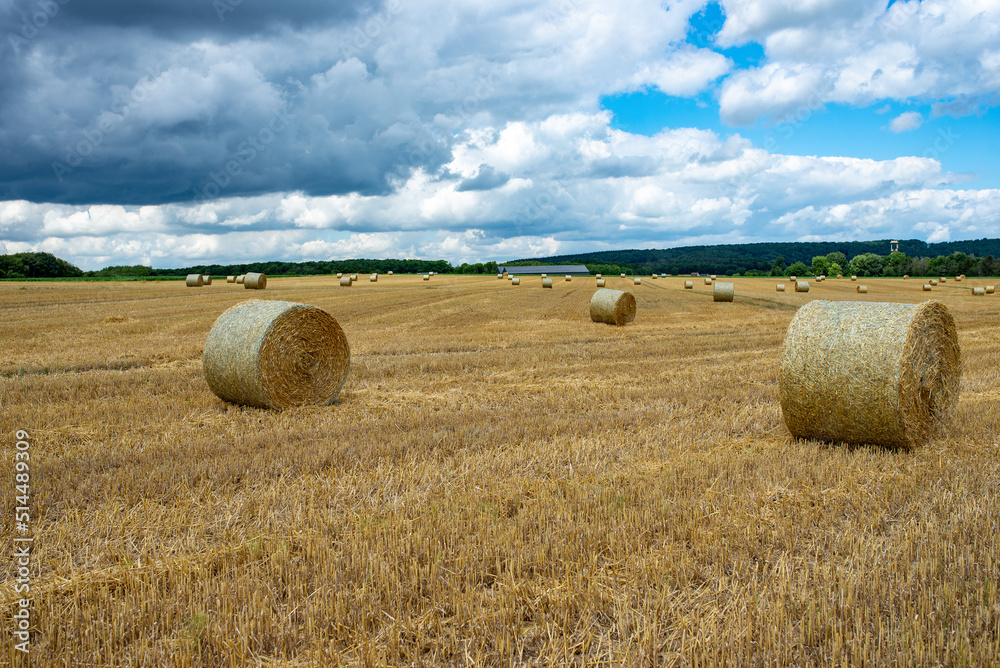 Hay bales in a farm field. The autumnal season