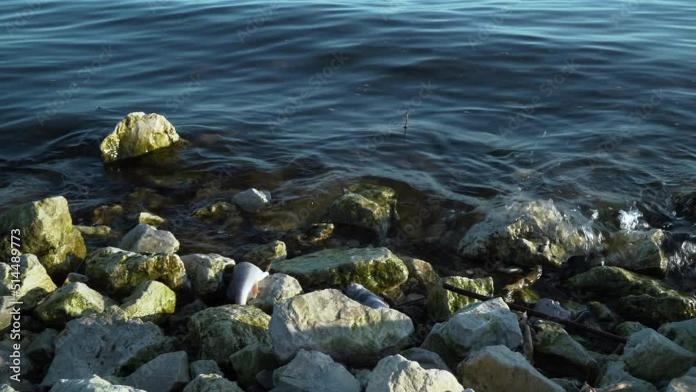 Dead fish on the rocks on the beach. Death as a result of biological or chemical water pollution, infection. The concept of environmental pollution, disasters, climate change. 4k footage