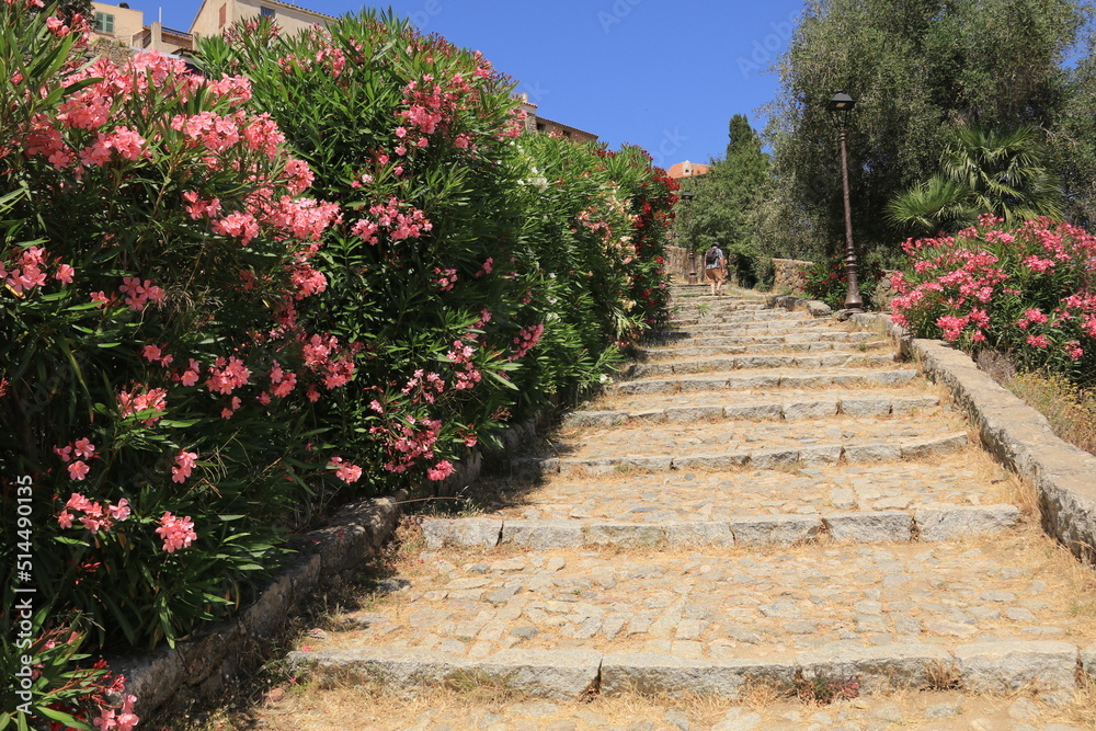 Steep set of steps with flowers on the left and top, Corsica, France