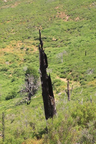 Burnt trunk of a tree on a hillside, Corsica, France