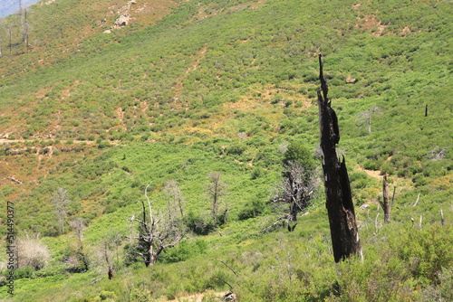 large green hill and vegetation with a stump of a burnt tree on the right, Corsica, France