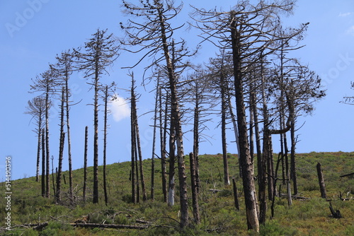 Regenerative growth under a group of burnt trees on a hillside, Corsica, France