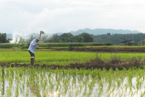 Agriculture farmer of Asia rice field work concept.Farmers grow rice in the rainy season. Asian farmer working on rice field outdoor in Agricultural of Asia. Worker in rural work in farm with sunset