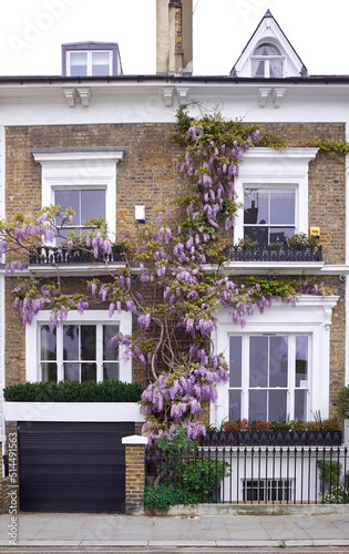 London, UK. 27 April 2022. Blossoming wisteria tree on the railings and facade of a terraced house in Kensington on a bright spring day