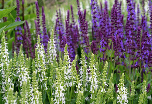 Purple and white sage flowers. Perennial sage (Salvia nemorosa) is a medicinal plant and food spice.
