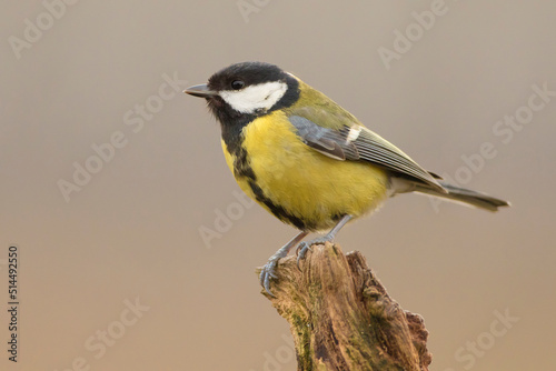 bogatka, great tit (Parus major)