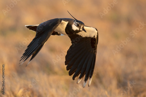Bild auf Leinwand czajka, northern lapwing (Vanellus vanellus)