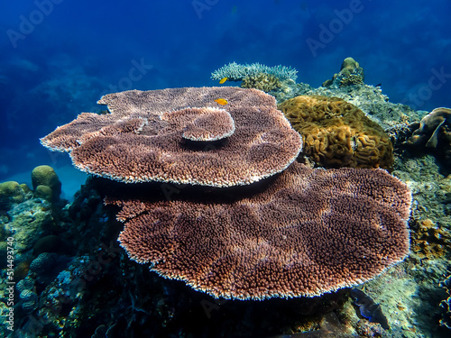 Table corals in the coral reef