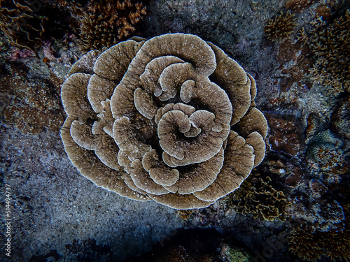leaf Coral in the coral reef