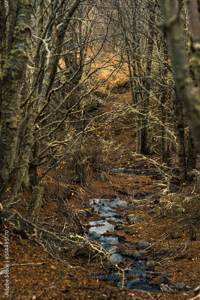 Stream running down the forest in autumn with dry leaves on the ground. Ushuaia, Argentina. Vertical