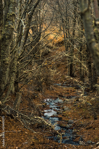 Obraz na płótnie Stream running down the forest in autumn with dry leaves on the ground. Ushuaia, Argentina. Vertical w salonie