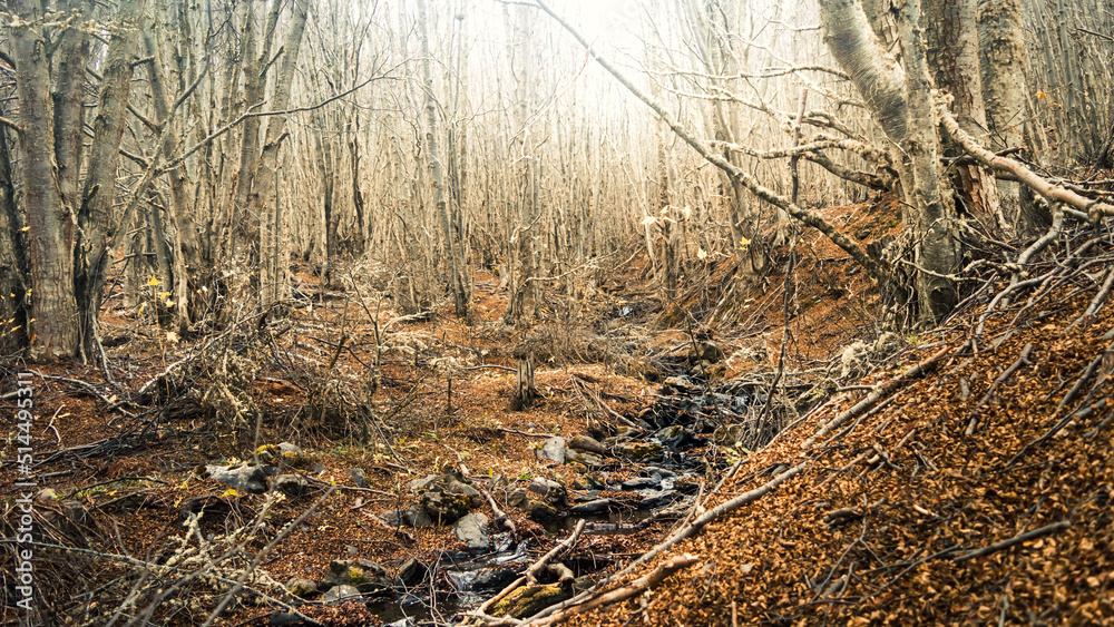 Stream running down the forest in autumn with dry leaves on the ground. Ushuaia, Argentina