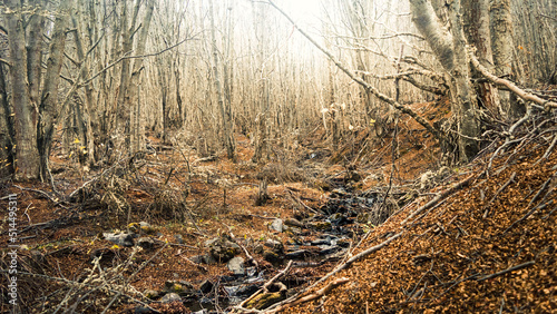 Obraz na płótnie Stream running down the forest in autumn with dry leaves on the ground. Ushuaia, Argentina w salonie