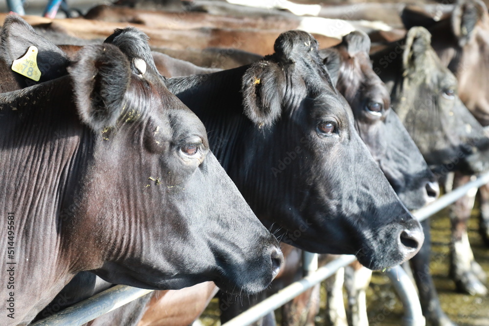 Dairy Farm Dairy Farm