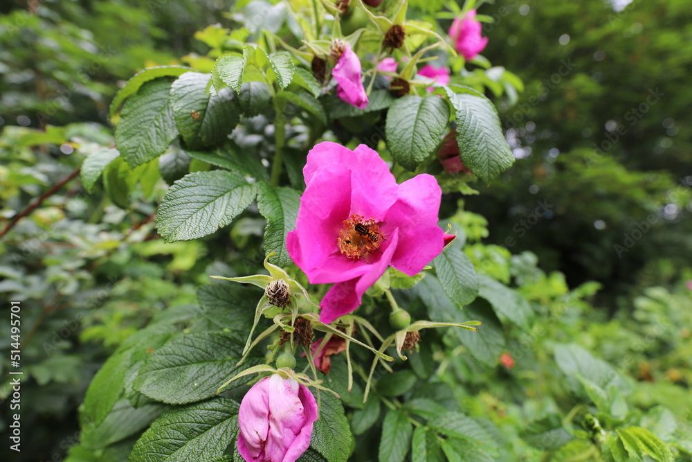 Blooming rosehip flower, beautiful pink flower on a bush branch. Beautiful natural background of blooming greenery. Natural beauty of nature. Selective focus on rosehip bud. Blooming rosehip flower, beautiful pink flower on a bush branch. Beautiful natural background of blooming greenery. Natural beauty of nature. Selective focus on rosehip bud.