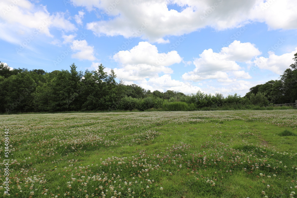 Nice view over a field of wild clover flowers. Photo was taken on a sunny day.