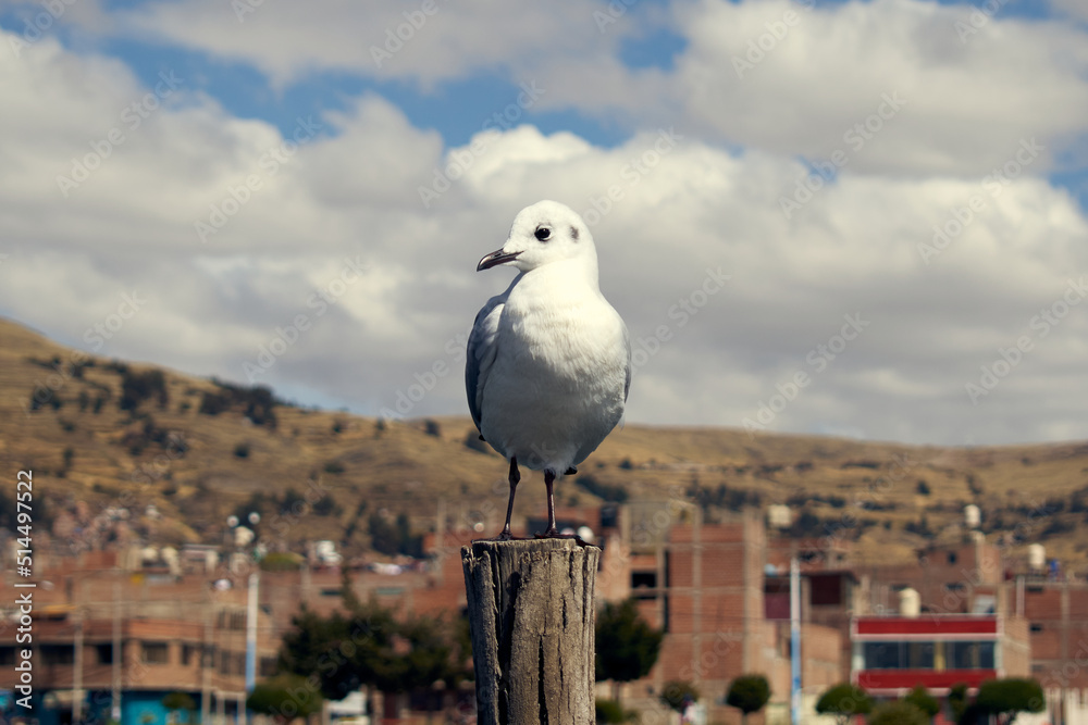 Obraz premium seagull on the pier