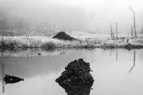 Obraz na płótnie Pond stagnant by a beaver dam reflecting damage to the forest. Black and white. dramatic concept. Ushuaia, Argentina w salonie