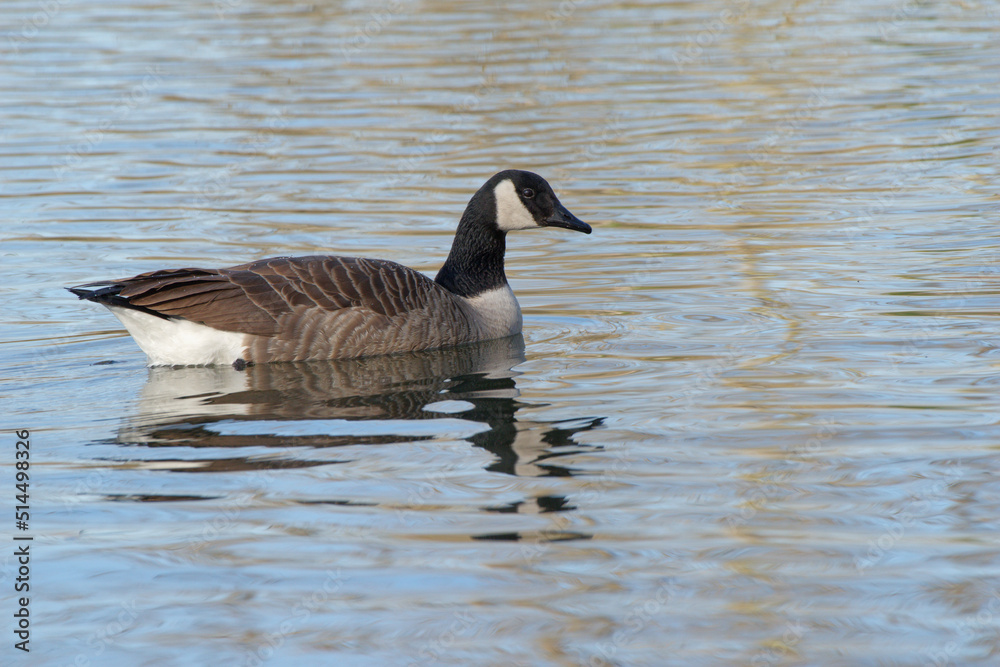 A Canada goose (Branta canadensis) on a lake in Vert le Petit A Canada goose (Branta canadensis) on a lake in Vert le Petit