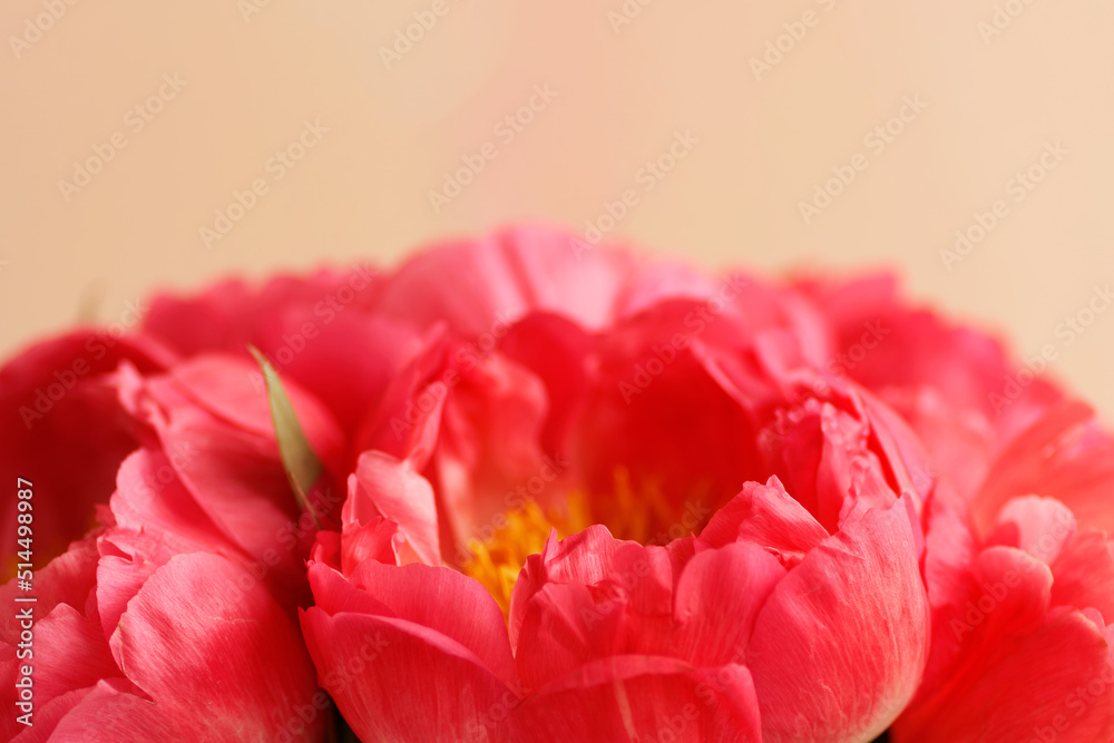 Close up of smooth coral red petals of peony flowers in soft focus on beige background. Blooming pink peony with many small water drops in macro. Textured backdrop with copy space for your design Close up of smooth coral red petals of peony flowers in soft focus on beige background. Blooming pink peony with many small water drops in macro. Textured backdrop with copy space for your design