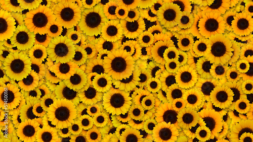 sunflower Pattern 
