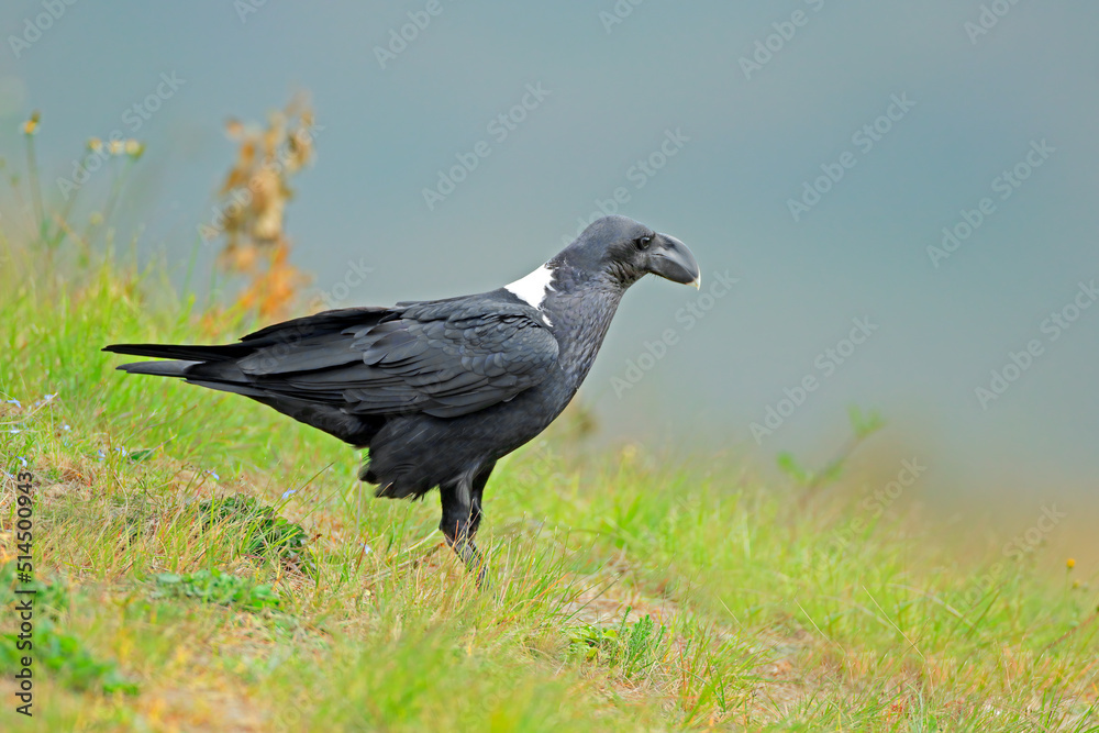 A white-necked raven (Corvus albicollis) sitting on green grass, South Africa. A white-necked raven (Corvus albicollis) sitting on green grass, South Africa.
