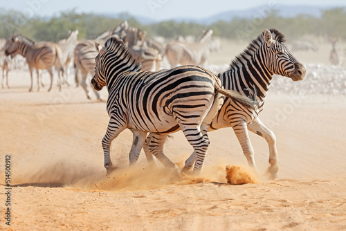 Two plains zebra stallions (Equus burchelli) fighting, Etosha National Park, Namibia.