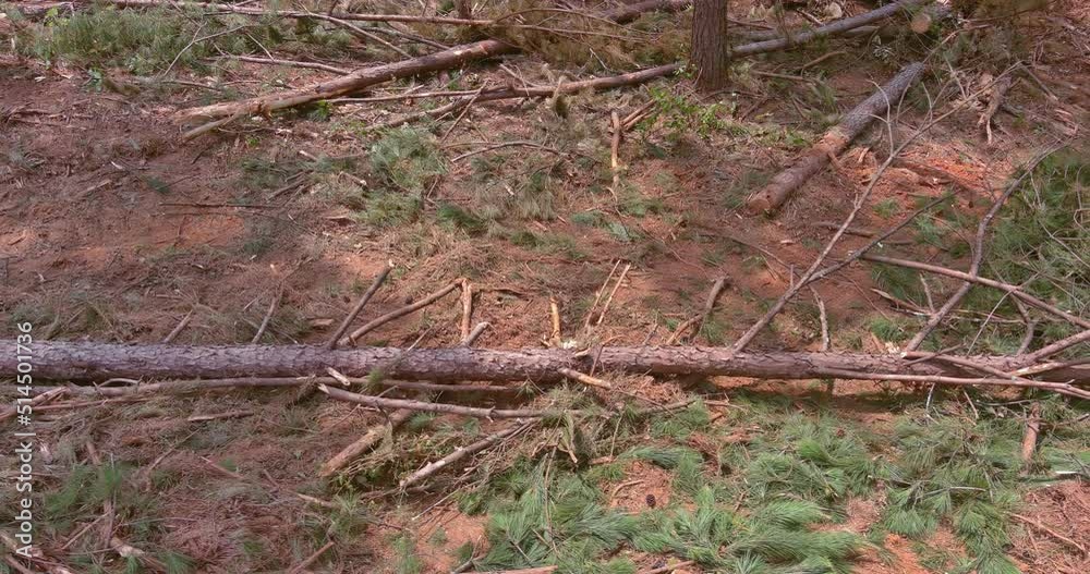 A new house complex subdivision needed to be built with the deforestation of forests, followed by the removal up of tree stumps and roots. A new house complex subdivision needed to be built with the deforestation of forests, followed by the removal up of tree stumps and roots.