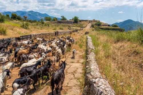 Goats roaming in Norba, ancient town of Latium on the western edge of the Monti Lepini, Latina Province, Lazio, Italy photo